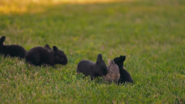 Małe Króliczki Spacerują Zielonym Trawniku Podwórku — Wideo stockowe