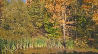 Sonbahar ormanının yakınında bir helikopterden alınan su kütlesi.