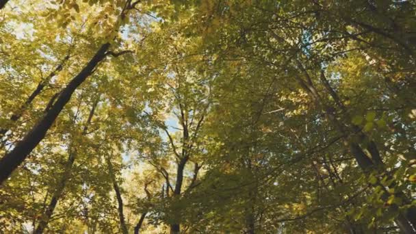 Κορυφές Δέντρων Στο Φθινόπωρο Δάσος — Αρχείο Βίντεο