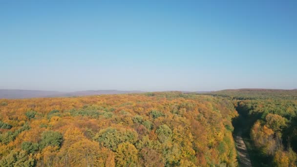 Dirt Road Autumn Forest Aerial View — Stock Video