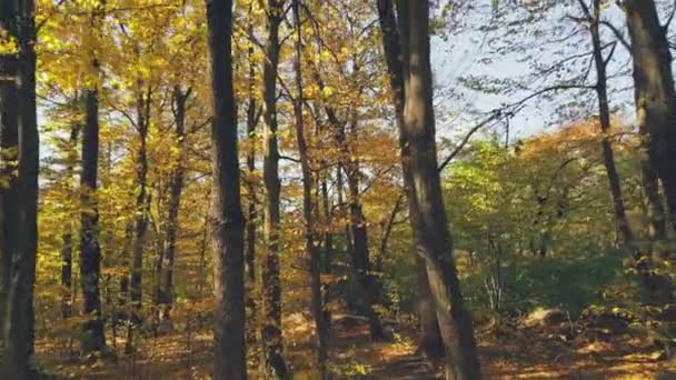 晴れた日の秋の森への道 — ストック動画
