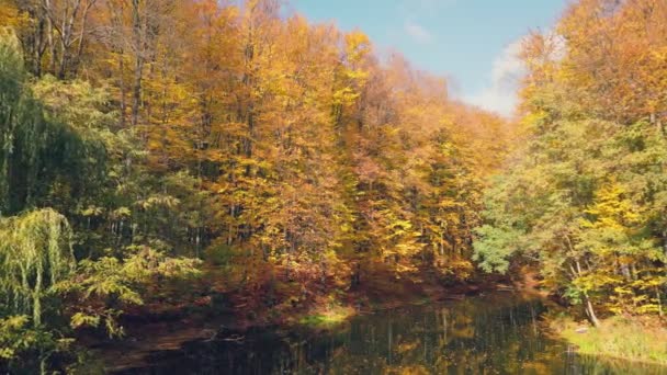 Létání Nad Jezerem Podzimním Lese — Stock video