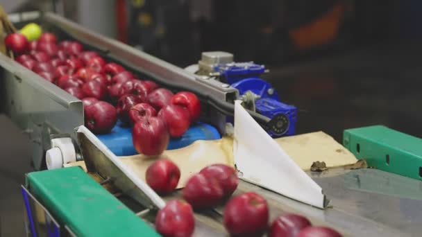 Maçãs Vermelhas Linha Alimentação Triagem Automática Com Embalagem Adicional Para — Vídeo de Stock