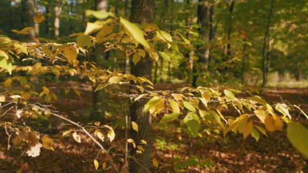 Zweige Mit Vergilbten Blättern Herbstwald — Stockvideo