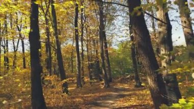 Sonbahar ormanlarında yol güneşli bir günde