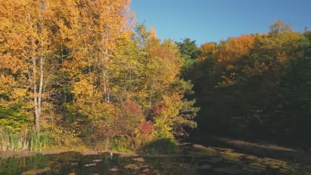 秋の森の近くの水の体は — ストック動画