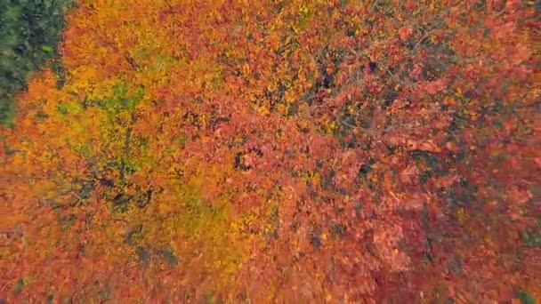 Reddened Autumn Leaves Tree Birds Eye View — Stock Video