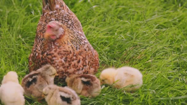 Laying Hen Walking Her Chicks Backyard Close — Stockvideo