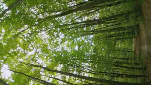 Ormandaki Toprak Yol Daha Alçak Bir Açıdan Çekilmiş — Stok video