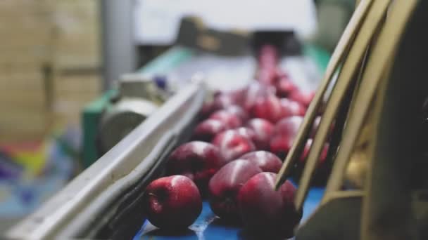 Manzanas Rojas Línea Alimentación Clasificación Automática Con Más Envases Para — Vídeos de Stock