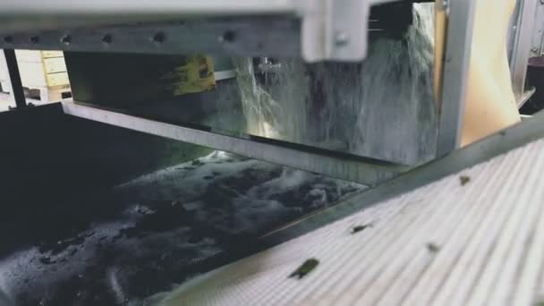 Agua Limpieza Máquina Para Lavar Las Manzanas Cerca — Vídeos de Stock