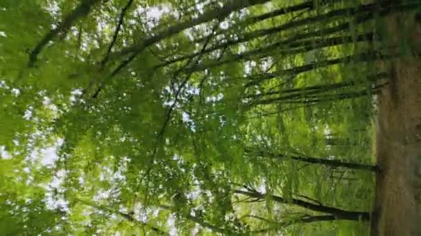 Feldweg Wald Aus Einem Niedrigeren Winkel — Stockvideo