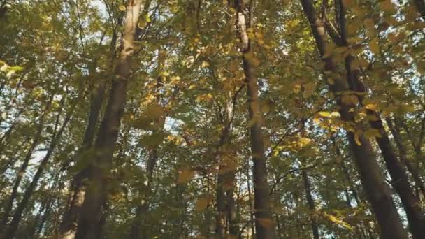 Верхушки Деревьев Осеннем Лесу — стоковое видео