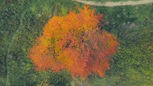 Reddened Autumn Leaves Tree Birds Eye View — Stock Video