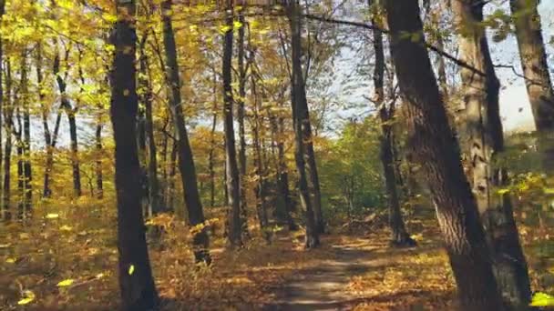 Μονοπάτι Στο Δάσος Του Φθινοπώρου Μια Ηλιόλουστη Μέρα — Αρχείο Βίντεο