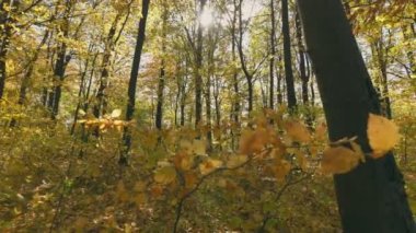 Sonbahar ormanlarında yaprakları sararmış dallar.
