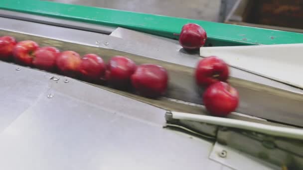 Pommes Rouges Sur Ligne Alimentation Tri Automatique Avec Emballage Supplémentaire — Video