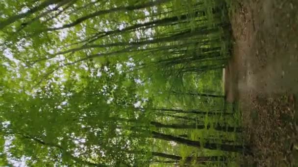 Estrada Terra Floresta Tomada Partir Ângulo Inferior — Vídeo de Stock
