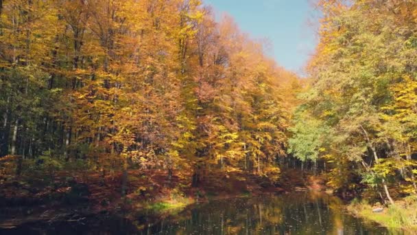 Flying Lake Autumn Forest — Stock Video