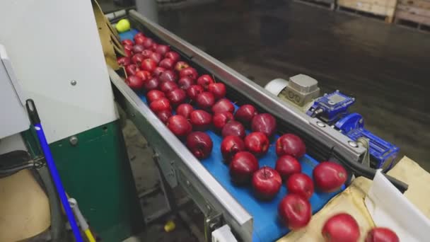Röda Äpplen Automatisk Sortering Foderlinje Med Ytterligare Förpackning För Försäljning — Stockvideo