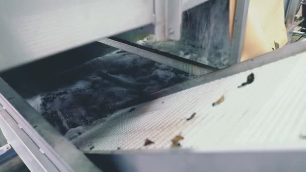 Rengöringsvatten Maskinen För Att Tvätta Äpplen Närbild — Stockvideo