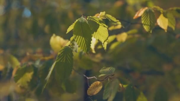 秋の森の中に黄色の葉を持つ枝を閉じる — ストック動画