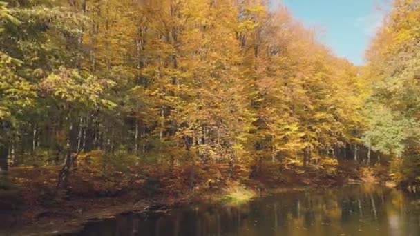 Repülő Felett Őszi Erdőben — Stock videók