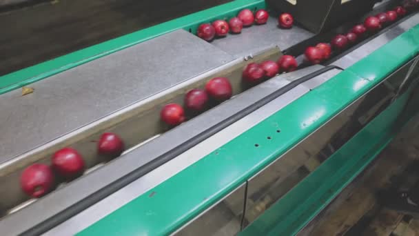 Pommes Rouges Sur Ligne Alimentation Tri Automatique Avec Emballage Supplémentaire — Video