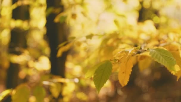 Branch Yellowed Leaves Autumn Forest — Stock Video