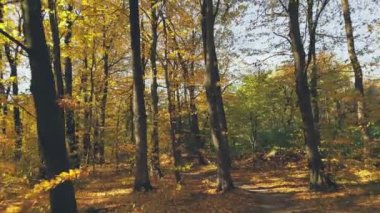 Sonbahar ormanlarında yol güneşli bir günde