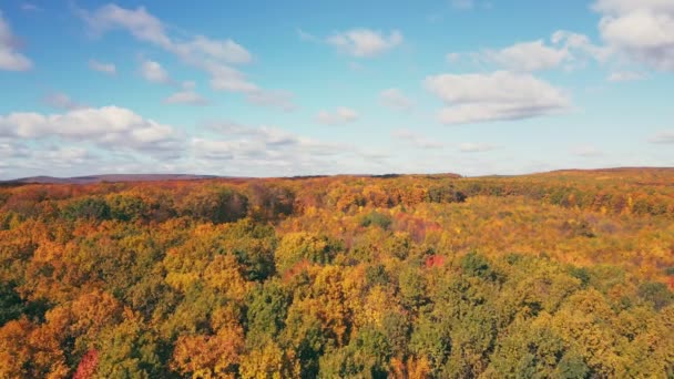 Outono Floresta Céu Vista Aérea — Vídeo de Stock