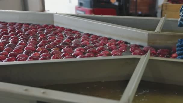 Mytí Jablek Pro Další Třídění Prodej — Stock video