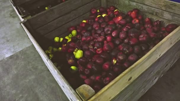 Montón Manzanas Cajas Primer Plano — Vídeo de stock