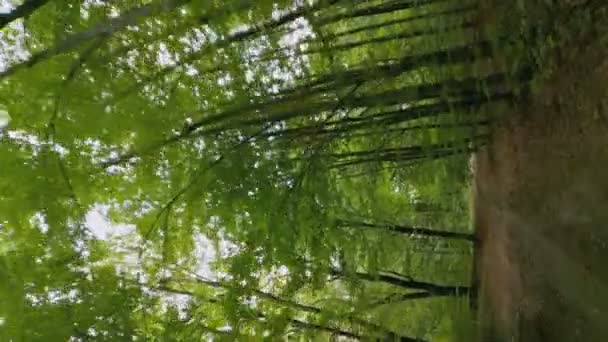 Droga Gruntowa Lesie Wzięta Niższego Kąta — Wideo stockowe