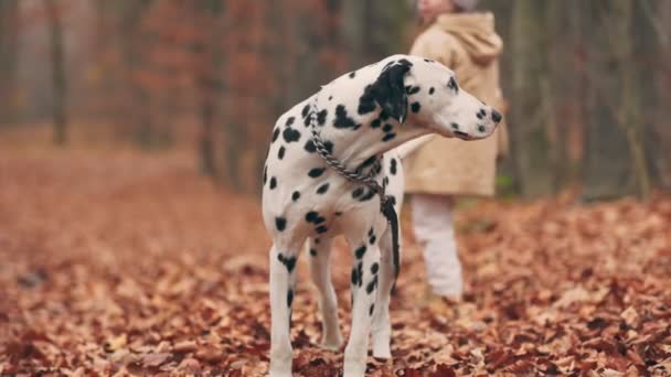 女孩在秋天的公园遛狗 — 图库视频影像