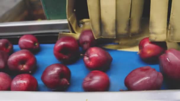 Auswahl Roter Äpfel Auf Einer Automatischen Linie Für Den Weiteren — Stockvideo