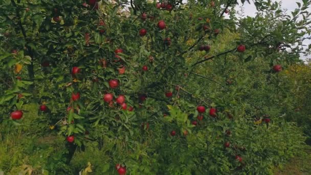 Rote Äpfel Einem Baum Garten — Stockvideo