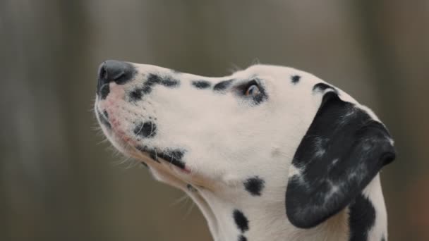 Νεαρό Σκυλί Φυλή Δαλματίας Στο Δάσος Του Φθινοπώρου — Αρχείο Βίντεο