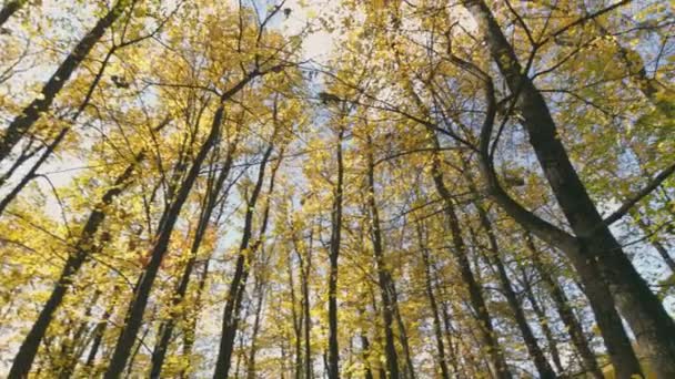 Bosque Otoño Disparado Desde Punto Inferior Contra Cielo — Vídeos de Stock