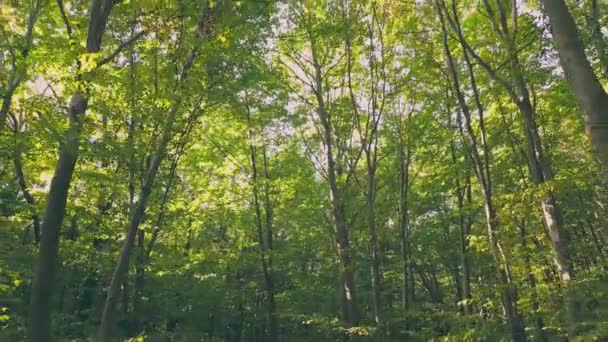 Stezka Lese Mezi Zelenými Stromy — Stock video