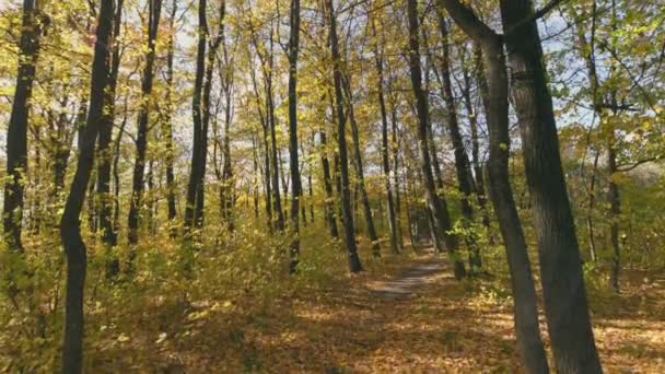 Осень Лесной Выстрел Нижней Точки Против Неба — стоковое видео