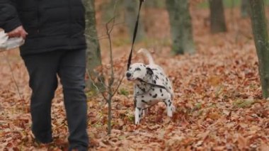 Genç köpek sonbahar ormanlarında Dalmaçyalı üretiyor.