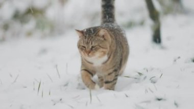 Kedi kışın sokakta kar yağarken yürür.