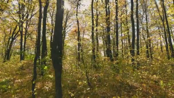 Осень Лесной Выстрел Нижней Точки Против Неба — стоковое видео