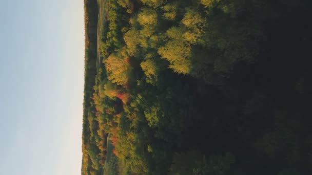 Kleurrijk Geschilderde Bomen Het Gazon Het Najaar — Stockvideo