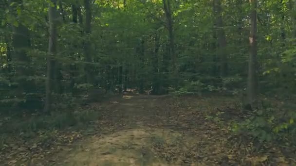 Jalan Hutan Diantara Pepohonan Hijau — Stok Video