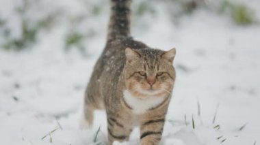 Kedi kışın sokakta kar yağarken yürür.
