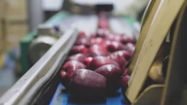 Selección Manzanas Rojas Una Línea Automática Para Posterior Venta — Vídeo de stock