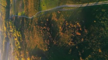 Sonbahar mevsiminde çimenlikte renkli boyalı ağaçlar