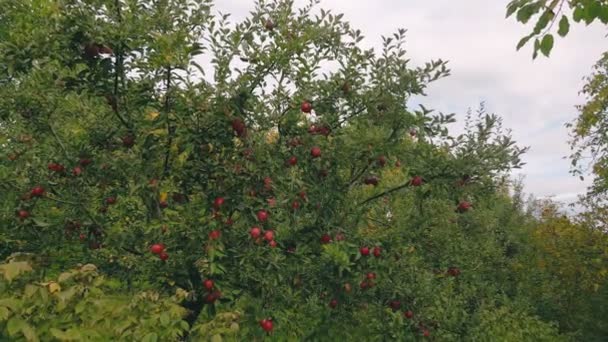 Manzanas Rojas Árbol Jardín — Vídeos de Stock